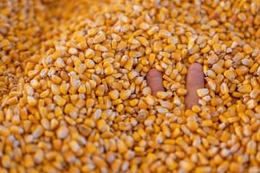 Image of Grain Handling Safety
