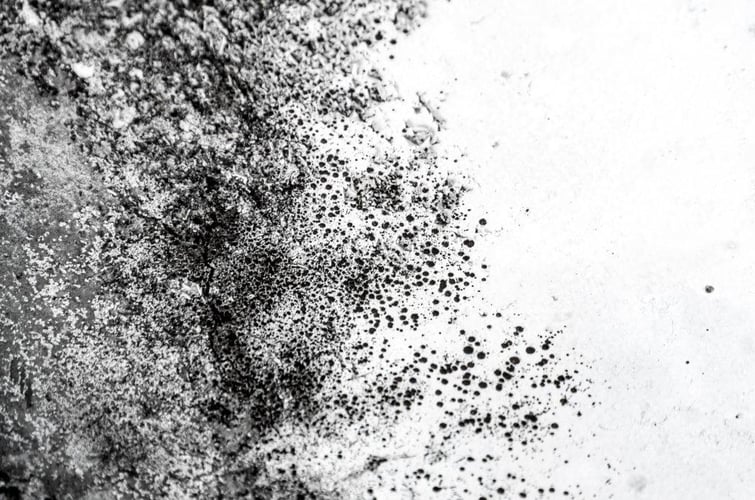 Image of Mold